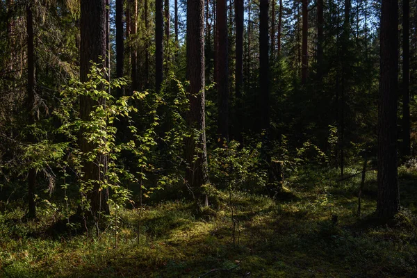 Bříza Ozářená Zapadajícím Sluncem Pozadí Stinného Tmavého Lesa Zelené Listí — Stock fotografie