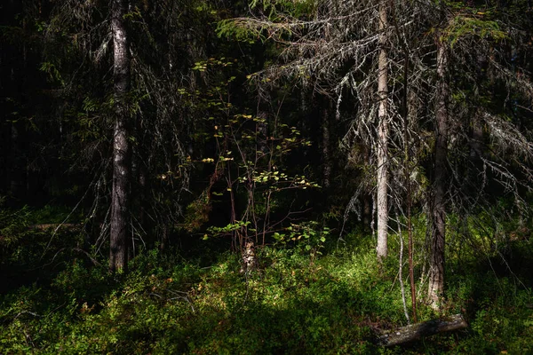 Landschaft Des Nördlichen Waldes Ein Dichter Wald Mit Umgestürzten Bäumen — Stockfoto