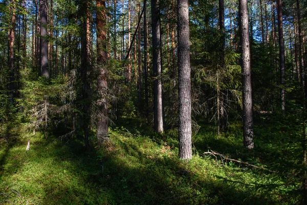 Пейзаж Північного Лісу Густий Ліс Опалими Деревами Ялинки Вирощені Мохом — стокове фото