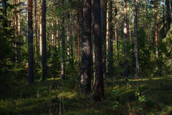 Une Section Forêt Qui Été Restaurée Après Incendie Forêt Des — Photo
