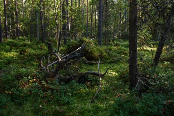 Landschap Van Het Noordelijke Bos Een Dicht Bos Met Omgevallen — Stockfoto