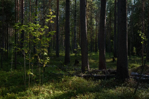 Uma Seção Floresta Que Foi Restaurada Após Incêndio Florestal Vestígios — Fotografia de Stock