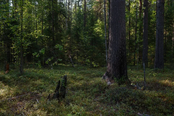 Una Sección Del Bosque Que Sido Restaurada Después Incendio Forestal — Foto de Stock