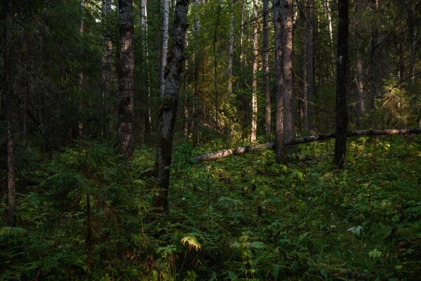 Krajina Severního Lesa Hustý Les Padlými Stromy Jedlemi Zarostlými Mechem — Stock fotografie