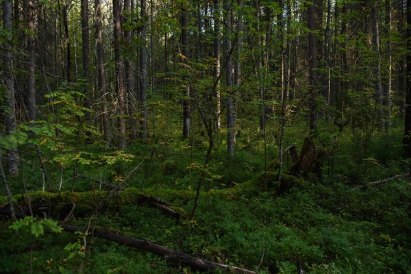 北の森の風景です 倒木の鬱蒼とした森 苔で覆われたモミの木 馬の尾と太陽の斜めの光線 — ストック写真