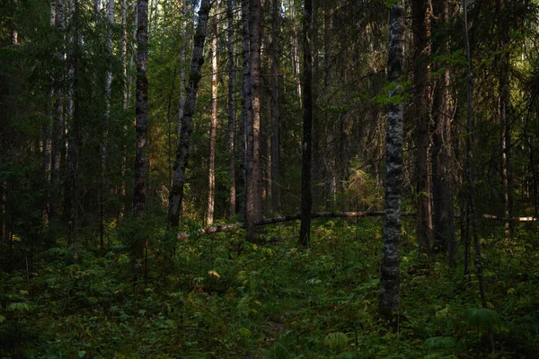 Krajina Severního Lesa Hustý Les Padlými Stromy Jedlemi Zarostlými Mechem — Stock fotografie