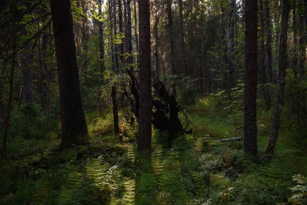 Пейзаж Північного Лісу Густий Ліс Опалими Деревами Ялинки Вирощені Мохом — стокове фото