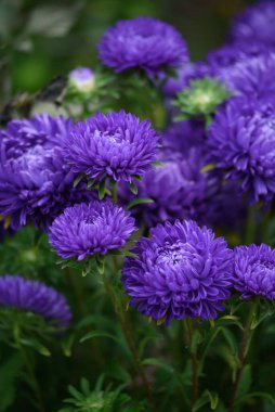 Mor şakayık şekilli yıldızlar, diğer çiçeklerin arasında bahçedeki bir çiçek tarhındaki buluta benziyor.