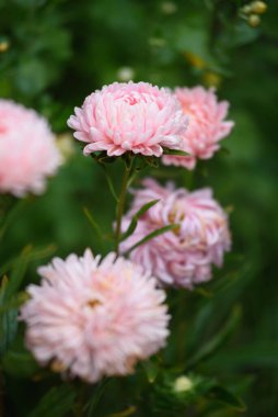Bahçedeki bir çiçek tarhında, diğer çiçeklerin arasında, pembe şakayık şekilli bir paskalya.