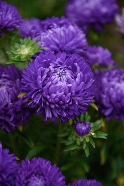 Mor şakayık şekilli yıldızlar, diğer çiçeklerin arasında bahçedeki bir çiçek tarhındaki buluta benziyor.