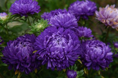 Mor şakayık şekilli yıldızlar, diğer çiçeklerin arasında bahçedeki bir çiçek tarhındaki buluta benziyor.