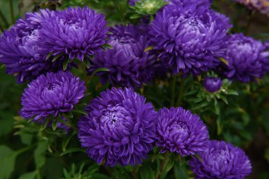 Mor şakayık şekilli yıldızlar, diğer çiçeklerin arasında bahçedeki bir çiçek tarhındaki buluta benziyor.