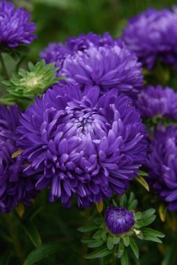 Mor şakayık şekilli yıldızlar, diğer çiçeklerin arasında bahçedeki bir çiçek tarhındaki buluta benziyor.