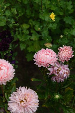 Bahçedeki bir çiçek tarhında, diğer çiçeklerin arasında, pembe şakayık şekilli bir paskalya.