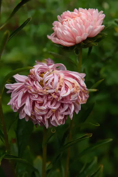 Roze Pioenvormige Broodrooster Een Bloembed Tuin Close Onder Andere Bloemen — Stockfoto