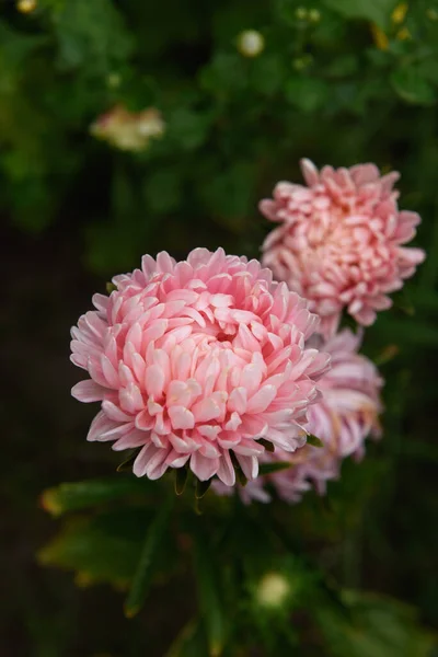 Roze Pioenvormige Broodrooster Een Bloembed Tuin Close Onder Andere Bloemen — Stockfoto