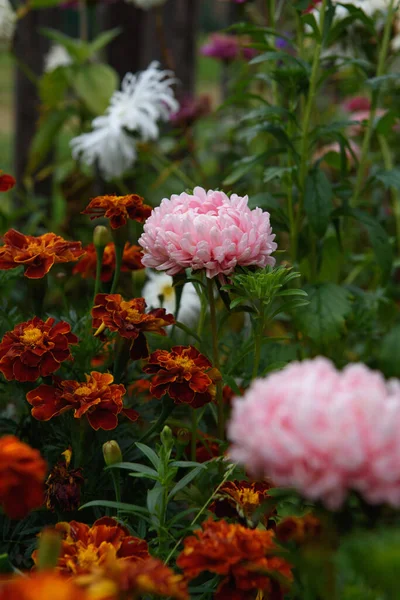 Asta Rosa Forma Peonia Aiuola Giardino Tra Calendule — Foto Stock