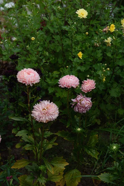 Aster Rosa Forma Peonía Macizo Flores Jardín Cerca Entre Otras — Foto de Stock