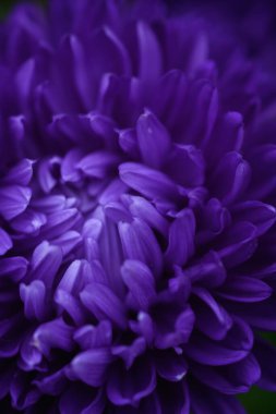 Mor şakayık şekilli asteriler. Bahçedeki bir çiçek tarhındaki buluta benziyor. Aşırı yakın çekim.