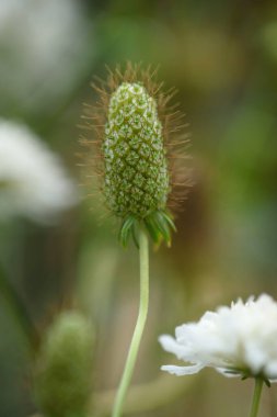Uyuz bir çiçeğin kabarıklığı, bahçedeki bir çiçek tarlasına yakındır..