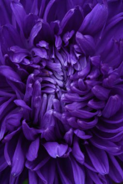 Mor şakayık şekilli asteriler. Bahçedeki bir çiçek tarhındaki buluta benziyor. Aşırı yakın çekim.