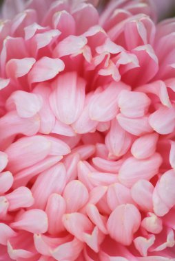 Bahçedeki bir çiçek tarhında pembe şakayık şekilli bir paskalya. Aşırı yakın çekim.