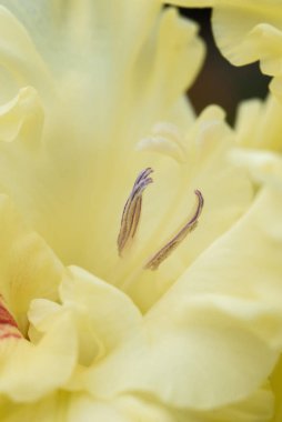 Gladiolus infloresans 'a aşırı yakın çekim. Pistil ve mastenlerle detaylı ve çok yakın..