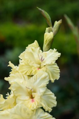 Gladiolus infloresans 'a aşırı yakın çekim. Pistil ve mastenlerle detaylı ve çok yakın..