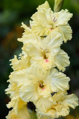 Gladiolus infloresans 'a aşırı yakın çekim. Pistil ve mastenlerle detaylı ve çok yakın..