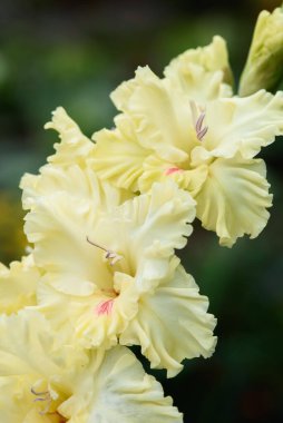 Gladiolus infloresans 'a aşırı yakın çekim. Pistil ve mastenlerle detaylı ve çok yakın..