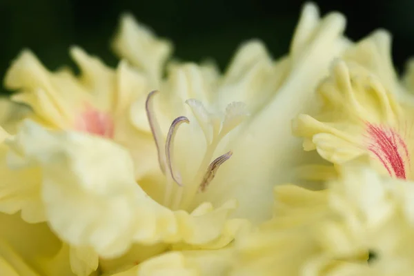 Szélsőséges Közelkép Gladiolus Virágzásáról Csuklókkal Állványokkal Részletesen Nagyon Közel — Stock Fotó