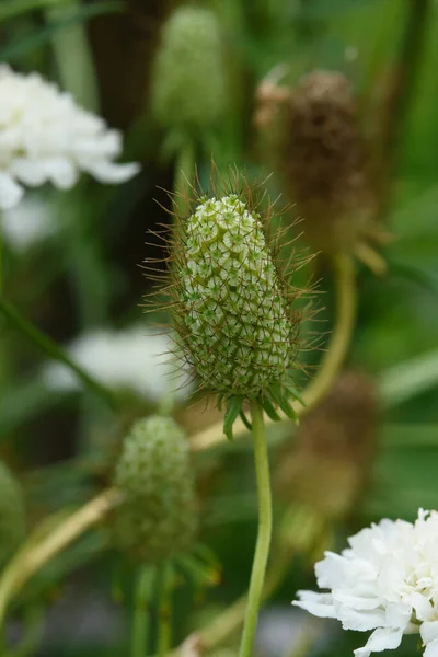 庭の花壇には 壊血病の花序がクローズアップされています — ストック写真