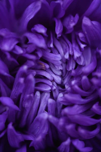 Asters Forme Pivoine Pourpre Forme Similaire Nuage Sur Lit Fleurs — Photo