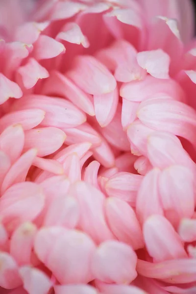 Aster Rose Forme Pivoine Sur Lit Fleurs Dans Jardin Extrême — Photo