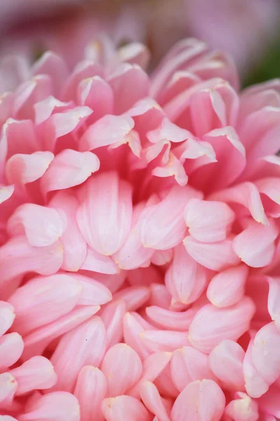 Roze Pioenvormige Broodrooster Een Bloembed Tuin Extreme Close — Stockfoto