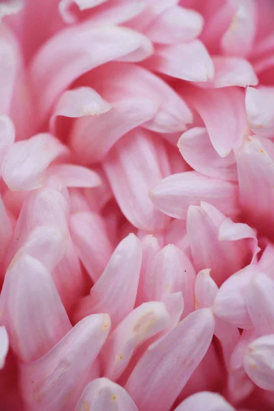 Aster Rose Forme Pivoine Sur Lit Fleurs Dans Jardin Extrême — Photo