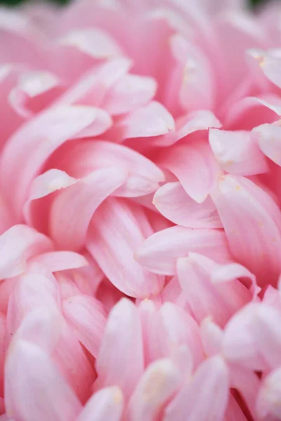 Aster Rose Forme Pivoine Sur Lit Fleurs Dans Jardin Extrême — Photo