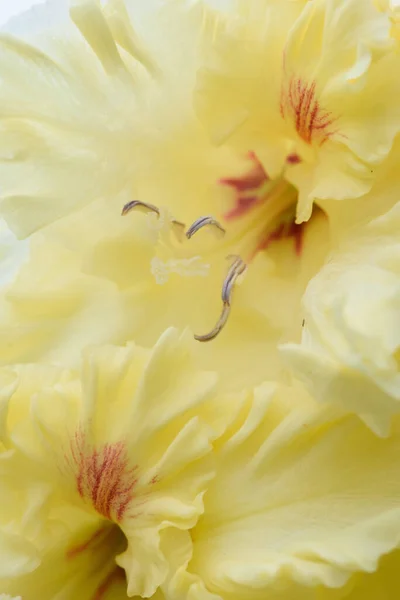 Ekstremalne Zbliżenie Kwiatostanu Gladiolus Pistils Stamens Szczegółowo Bardzo Blisko — Zdjęcie stockowe