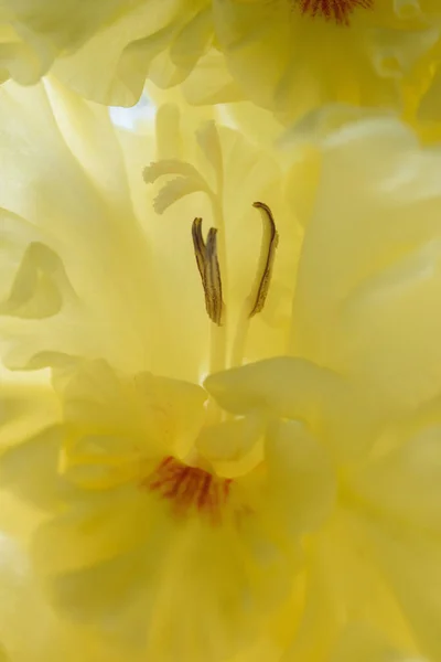 Extrémní Detailní Záběr Gladiolus Květenství Pistolemi Tyčinkami Detailu Velmi Blízko — Stock fotografie