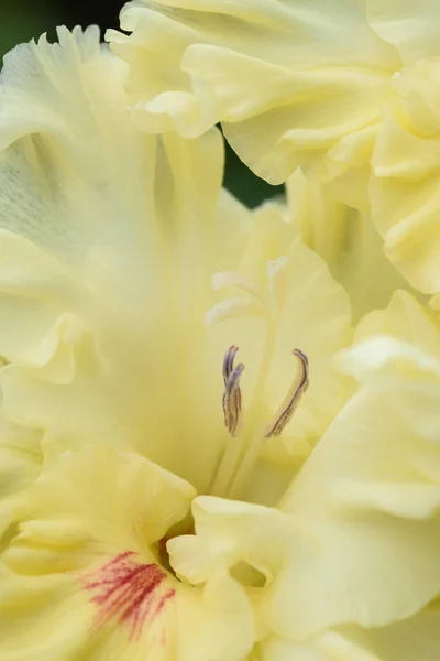 Extreme Close Van Gladiolus Bloeiwijze Met Stampers Meeldraden Detail Zeer — Stockfoto