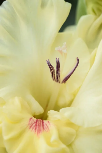 Ekstremalne Zbliżenie Kwiatostanu Gladiolus Pistils Stamens Szczegółowo Bardzo Blisko — Zdjęcie stockowe