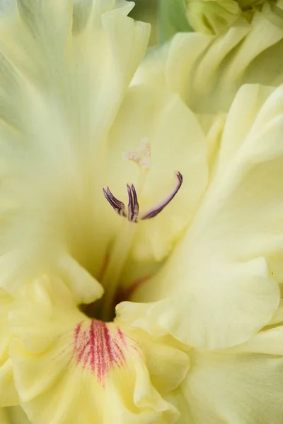 Extreme Nahaufnahme Des Gladiolenblütenstandes Mit Stempeln Und Staubgefäßen Detail Und — Stockfoto