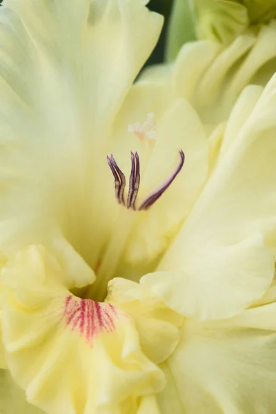 Ekstremalne Zbliżenie Kwiatostanu Gladiolus Pistils Stamens Szczegółowo Bardzo Blisko — Zdjęcie stockowe