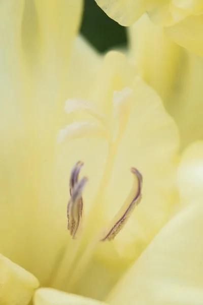 Extreme Nahaufnahme Des Gladiolenblütenstandes Mit Stempeln Und Staubgefäßen Detail Und — Stockfoto