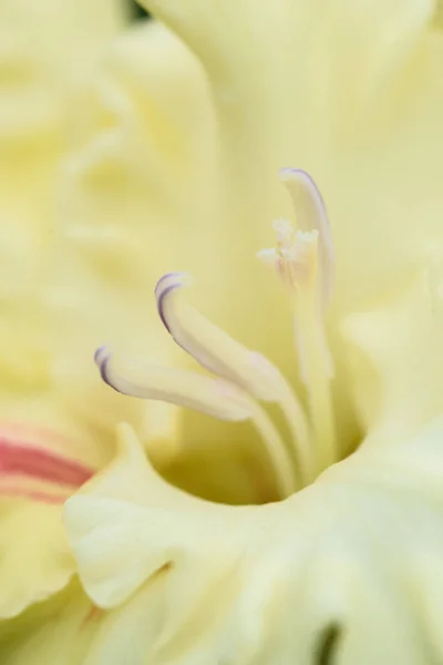 Extreme Nahaufnahme Des Gladiolenblütenstandes Mit Stempeln Und Staubgefäßen Detail Und — Stockfoto