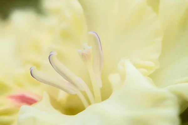 Ekstremalne Zbliżenie Kwiatostanu Gladiolus Pistils Stamens Szczegółowo Bardzo Blisko — Zdjęcie stockowe