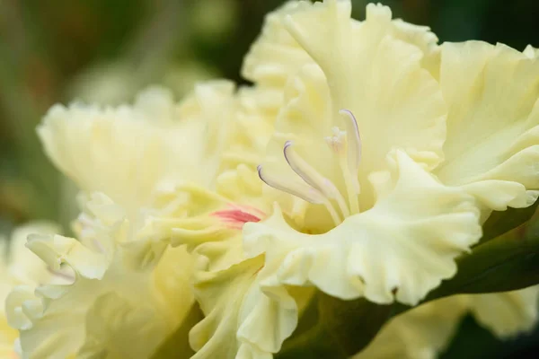 Extreme Close Van Gladiolus Bloeiwijze Met Stampers Meeldraden Detail Zeer — Stockfoto