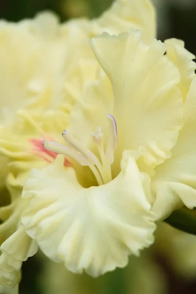 Extrême Gros Plan Inflorescence Gladiole Avec Des Pistils Des Étamines — Photo