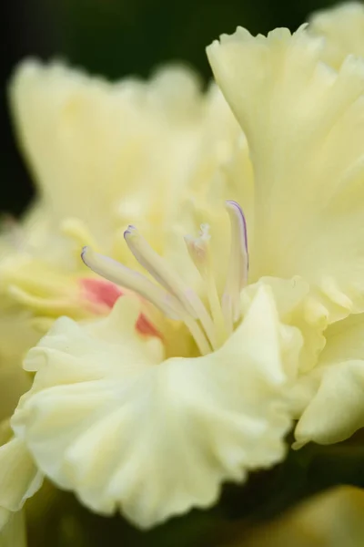 Extrémní Detailní Záběr Gladiolus Květenství Pistolemi Tyčinkami Detailu Velmi Blízko — Stock fotografie