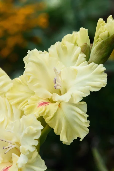 Extreme Nahaufnahme Des Gladiolenblütenstandes Mit Stempeln Und Staubgefäßen Detail Und — Stockfoto